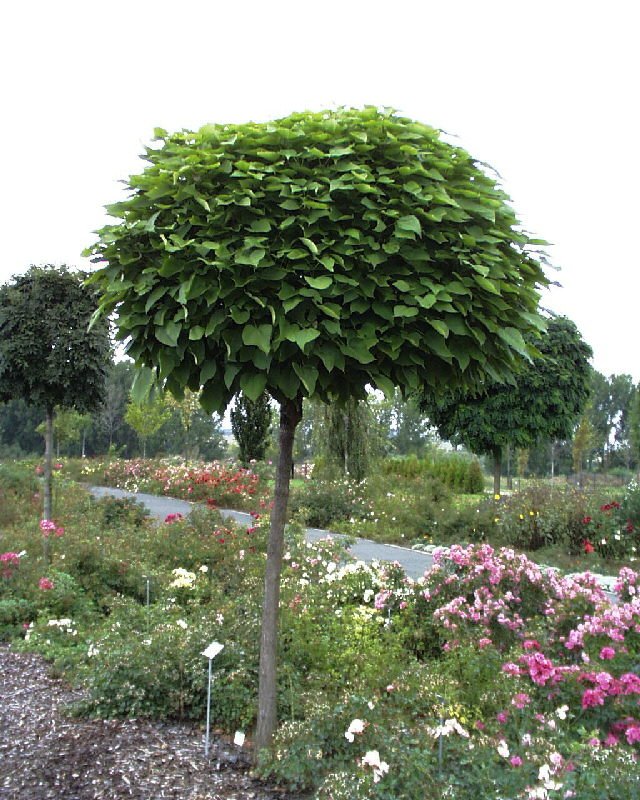 CATALPA BIGNONIOIDES NANA